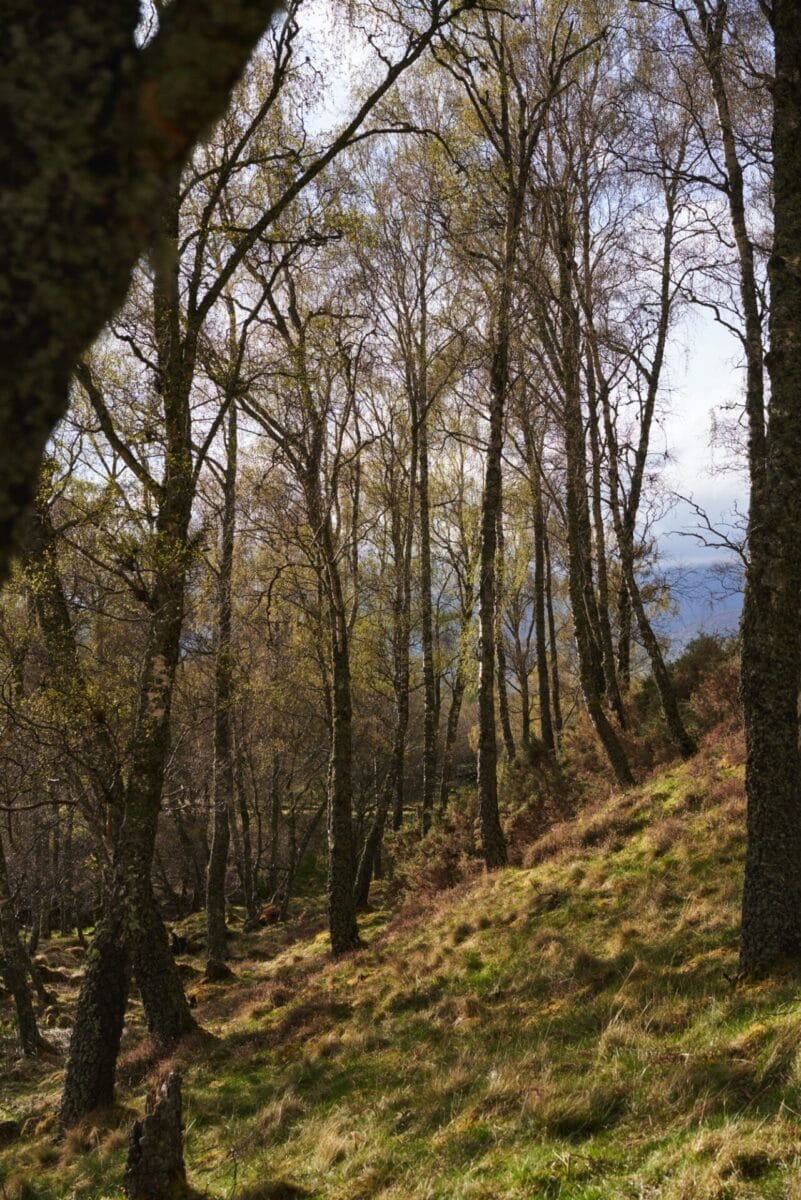 holiday cottages aviemore - hidden highland retreats