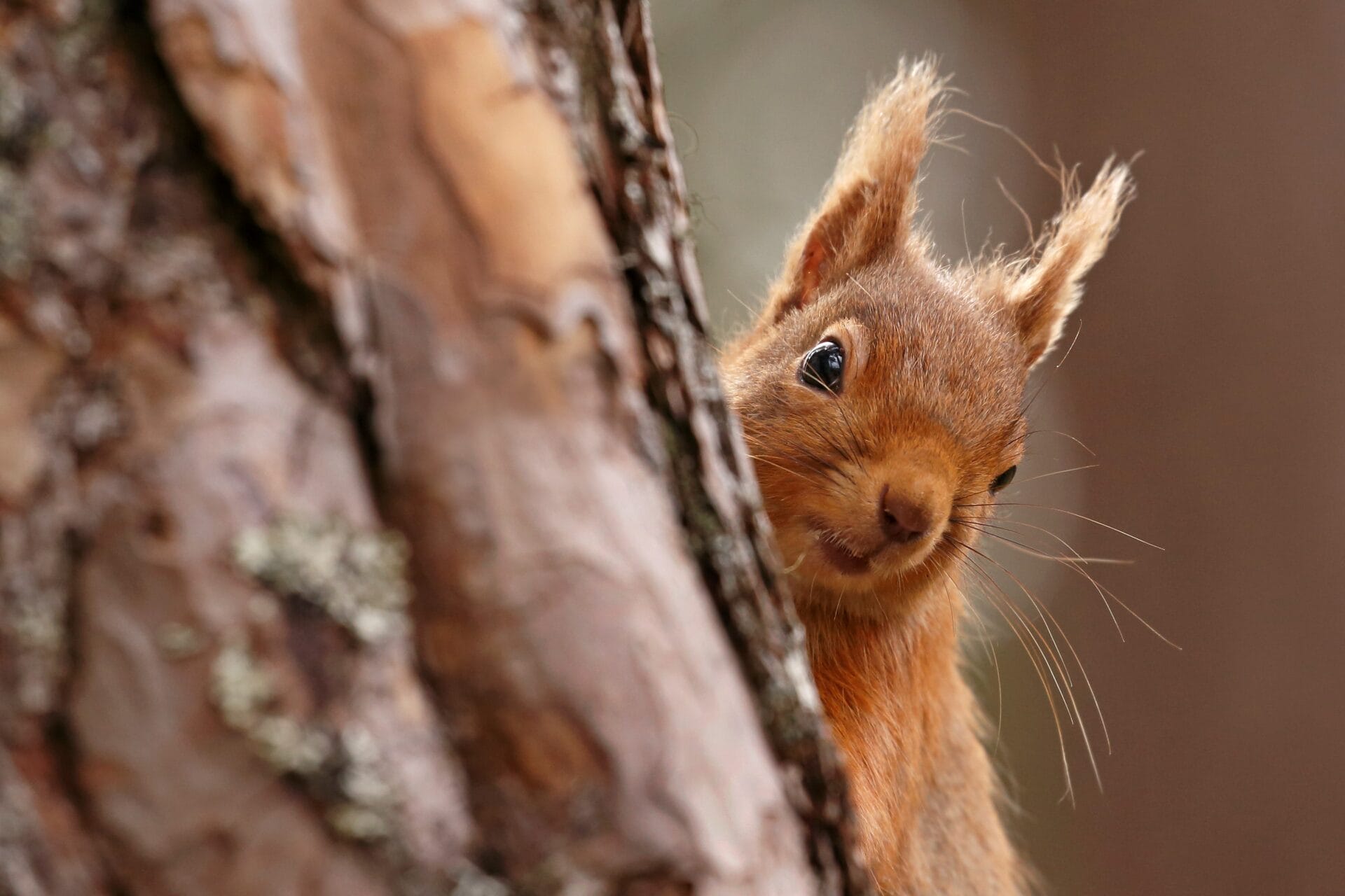 History - Rothiemurchus - Neil McIntyre Red Squirrel