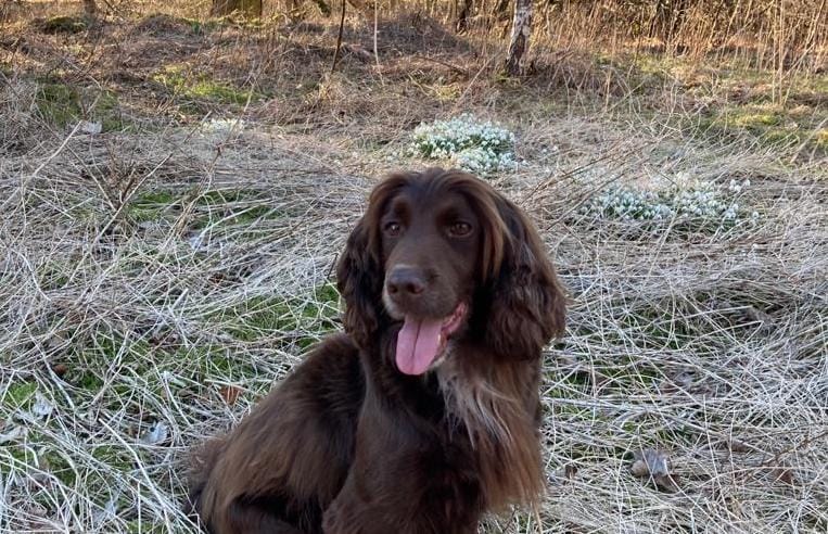 Need a luxury dog-friendly cottage near Aviemore? Look no further! - Treacle