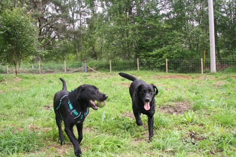 doggy day care rothiemurchus aviemore