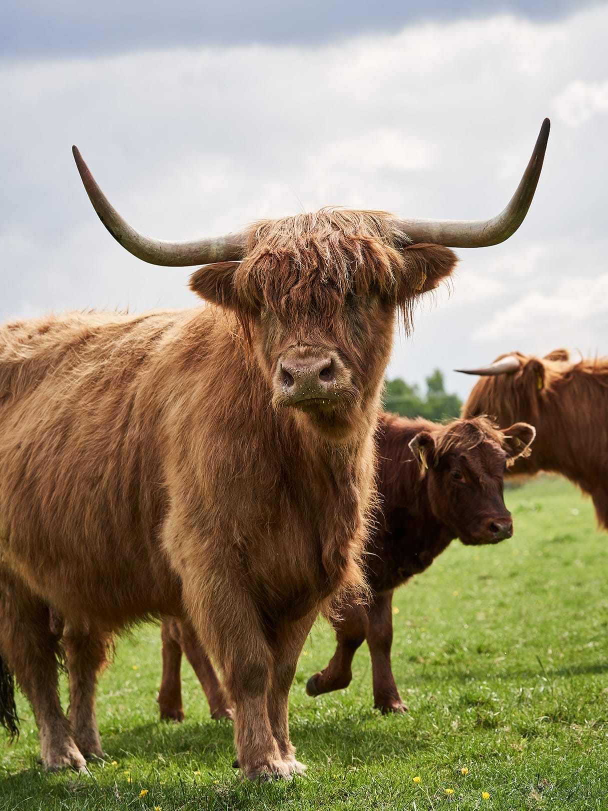 Highland Coos in the Cairngorms - Rothie 5432 LoRes